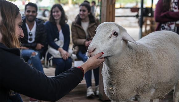 צילום: דן רוזנטל